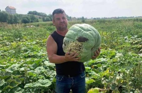 Ky fermer kultivon kungullin më të madh në Kosovë, peshon 25 kilogramë