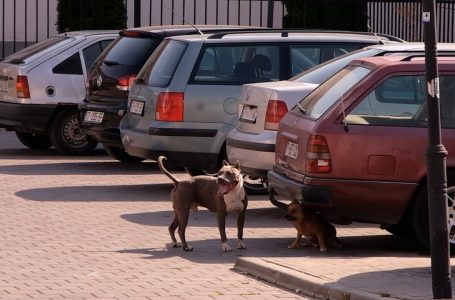 Qentë endacak, përsëri rrezik për qytetarët