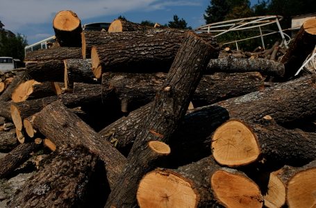 Janë ndaluar disa shitës të drunjëve të cilët po i transportonin ato në mënyrë ilegale