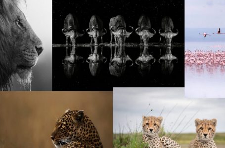 Fotot më unike të kafshëve në Afrikë të 130 fotografëve do të dhurohen për bamirësi