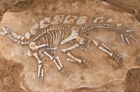 Dinozauri më i vjetër i Afrikës u gjet në Zimbabve