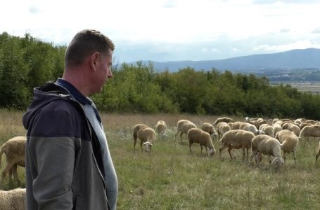 Fermeri Fatos Kastrati ka rreth 800 krerë dele, thotë se është lëmi fitimprurëse