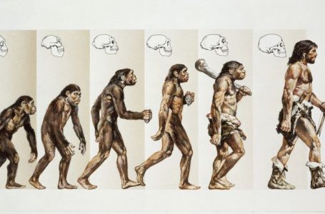 Cilat janë fazat e evolucionit njerëzor?