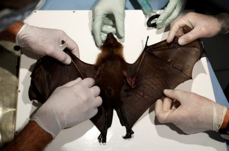 Shkencëtarët zbulojnë një virus të ri që fshihet te lakuriqët e natës në Tanzani dhe Kongo