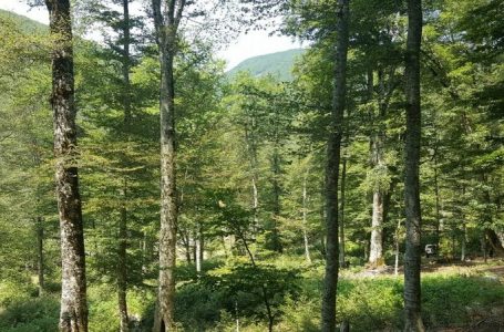 ​BE-ja dhe Suedia i dhurojnë Kosovës pajisje për mbrojtjen e pyjeve