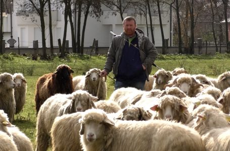 Nga punët e blegtorisë fermeri Ragip Avdija mban familjen