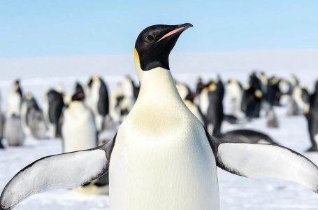 Shkencëtarët ngrenë alarmin: Pinguinët ikonikë të Antarktidës po zhduken