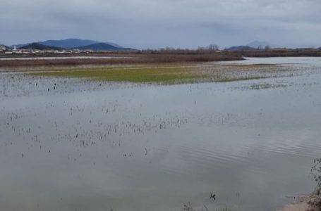 1350 hektarë tokë e përmbytur në Shkodër