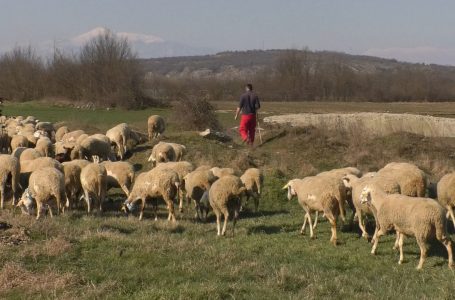 Fermeri Fehmi Morina mban familjen nga shitja e deleve