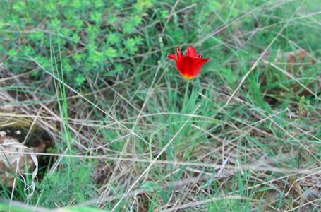 Tulipani shqiptar që mori statusin “monument natyre”