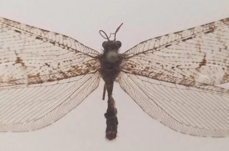 Zbulohet një insekt i rrallë i epokës Jurassic në SHBA