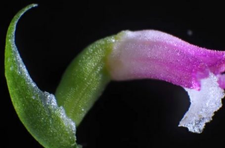 Zbulohet një specie e re orkide në Japoni, petalet e saj janë prej ‘qelqi’