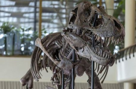 Skeleti i rrallë i dinozaurit T-Rex do të dalë në ankand në Zvicër në muajin prill