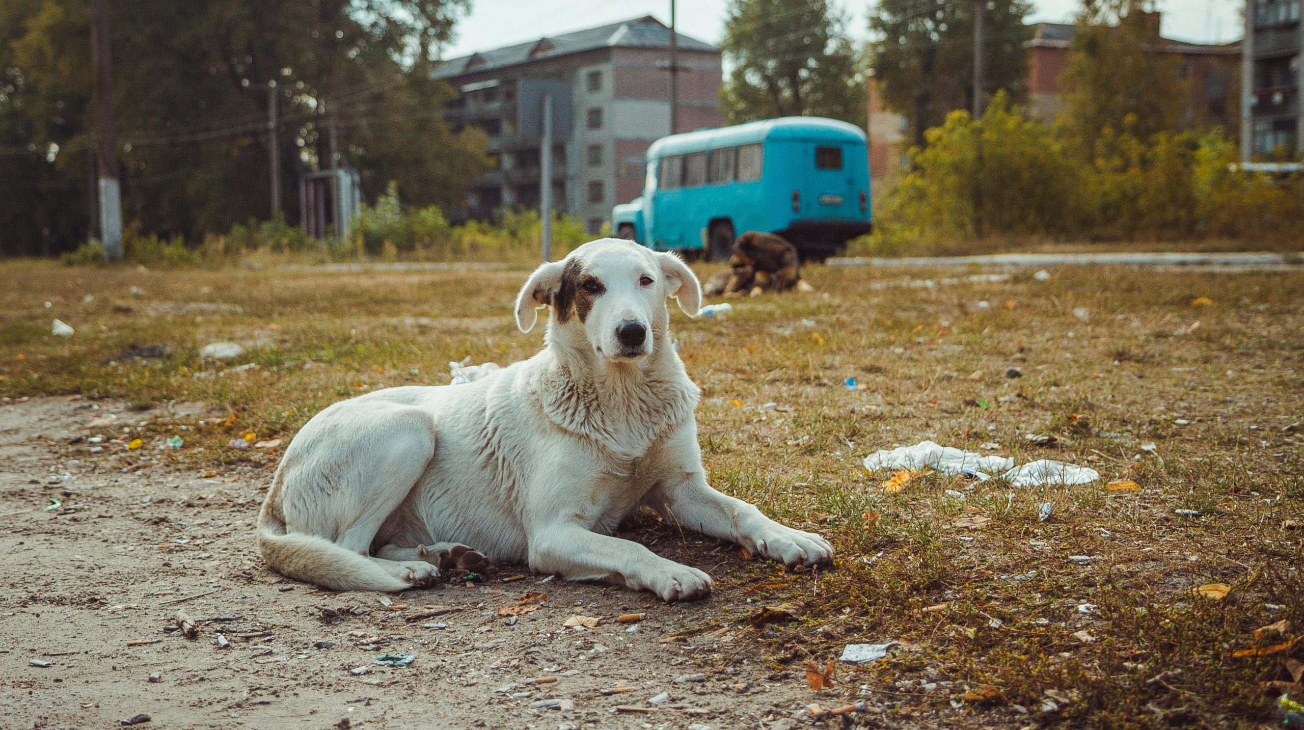 Shkencëtarët studiojnë qentë në Çernobil për të zbuluar mutacionet