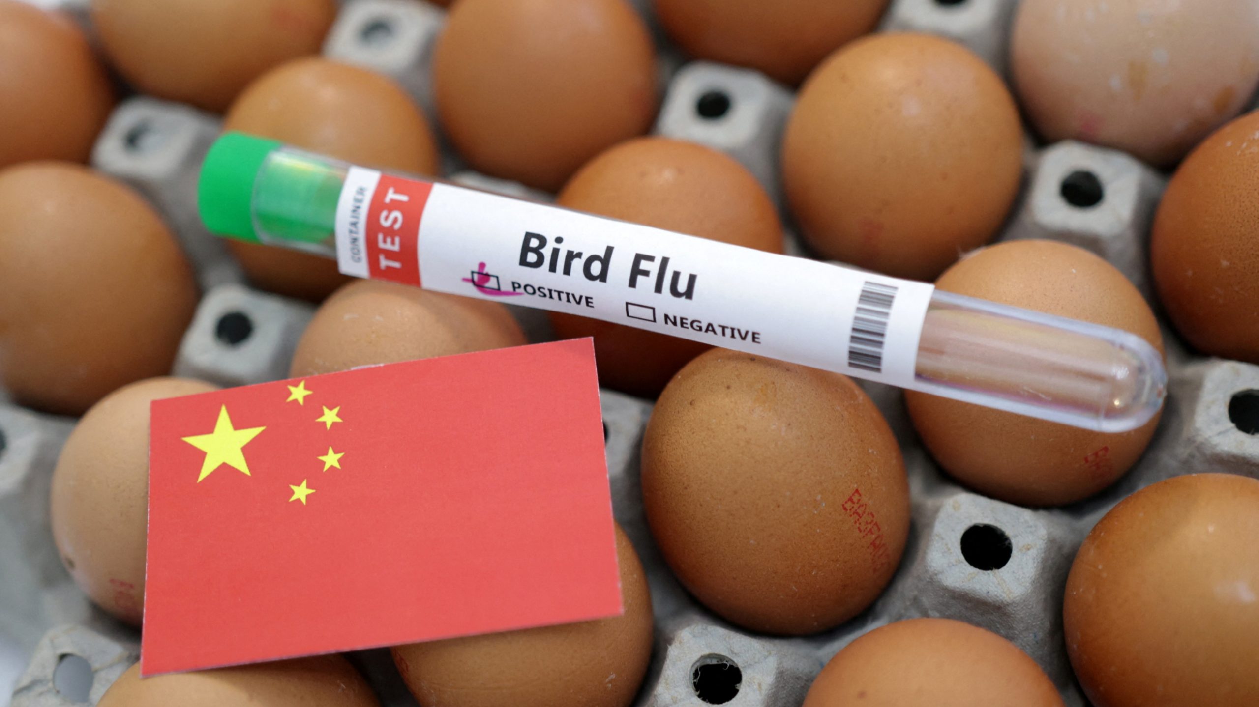 Kina raporton vdekjen e parë te njerëzit nga gripi i shpendëve H3N8