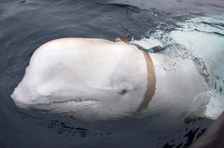 Balena “spiune ruse” shihet duke notuar drejt brigjeve suedeze