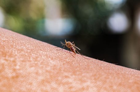 Alarm në SHBA, pas 20 vitesh zbulohen rastet e para të malaries në dy shtete
