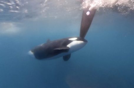 VIDEO/ Momente paniku në oqean, orkat sulmojnë anijet e garuesve