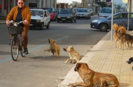 Iniciativa për adoptimin e qenve endacakë në Prishtinë, numër i madh të interesuarve