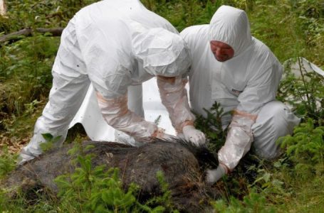 Kosova merr masa për të penguar përhapjen e murtajës afrikane të derrit