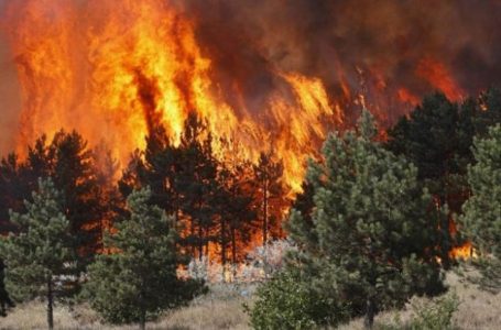 Temperaturat e larta, AME me apel për qytetarët: Të jeni të kujdesshëm në shmangien e shkaktarëve të zjarrit