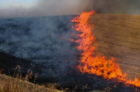Digjen 50 ari të mbjella me grurë në Rahovec