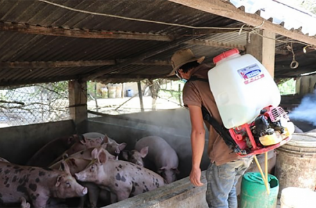 Murtaja afrikane e derrit prezentë në Kosovë, AUV-i tregon masat e ndërmarra për të penguar përhapjen e kësaj sëmundje