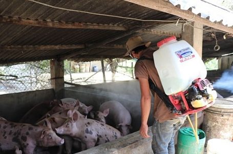 AUV rekomandon fermerët se si duhet t’i mbrojnë derrat nga “Murtaja Afrikane”