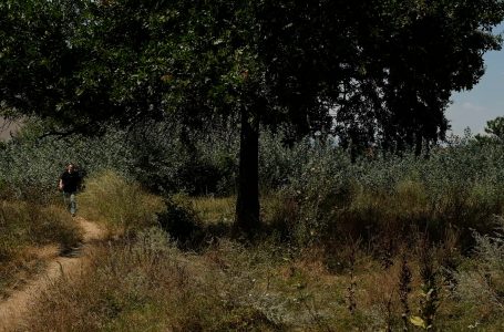 Parku i Lirisë në gjendje shqetësuese, qytetarët dyshojnë se mund të ketë gjarpërinj