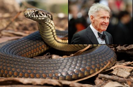 Shkencëtarët emërtojnë speciet e reja të gjarpërinjve sipas Harrison Ford
