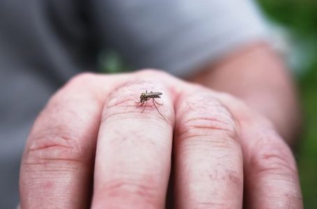 Virusi i Nilit shkakton 11 viktima në Greqi