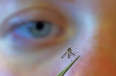 Italia preket nga virusi i Nilit Perëndimor, raporton 56 infeksione dhe një vdekje