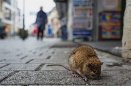 Ethet e minjve, IKSHPK tregon masat parandaluese për këtë sëmundje