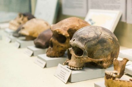 Kinë/ Gjendet kafka e lashtë ndryshe nga çdo fosil tjetër i njeriut