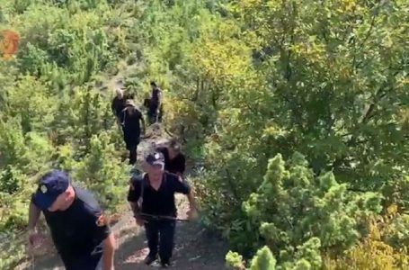 Megaoperacion antikanabis në Shkodër, asgjësohen gati 13 mijë rrënjë