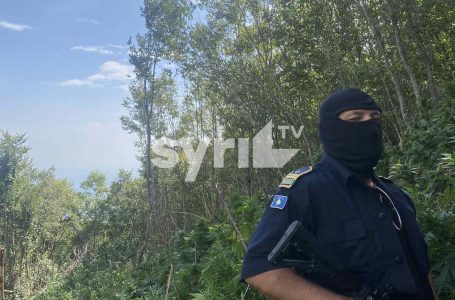 Rreth 20 mijë fije kanabis identifikohen në Koshare të Gjakovës (FOTO)