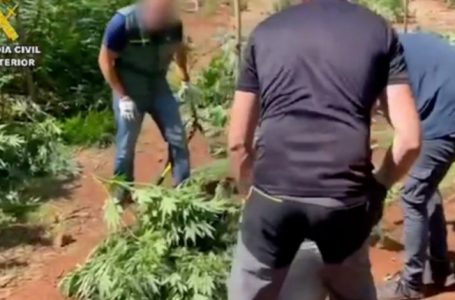 Shkatërrohet plantacioni i kanabisit në Spanjë, arrestohet një shqiptar