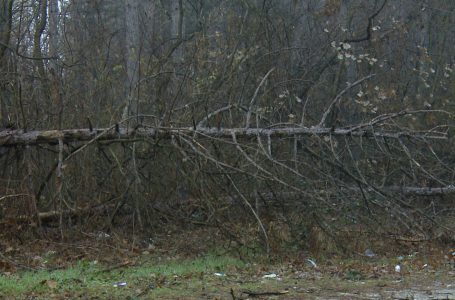 Bie dukshëm numri i prerjeve ilegale të pyjeve