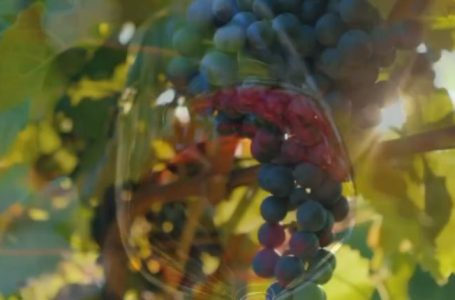 “Wines of Albania”, nisma që promovon ndërkombëtarisht Shqipërinë si destinacion eno-turistik