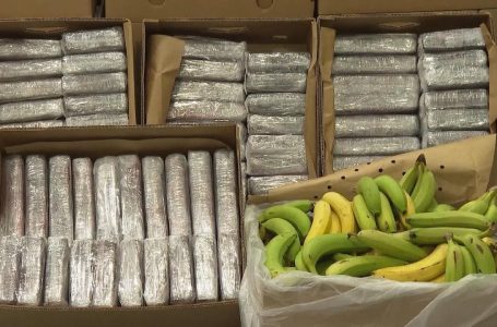 Sekuestrohet një kontejner me banane, ishin fshehur 1.5 ton kokainë