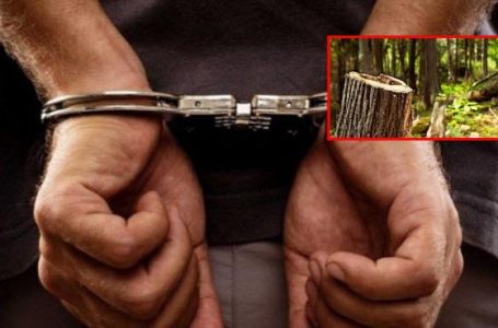 Për 3 vjet, tre persona i kishin vjedhur dru në mal, policia nis hetimet