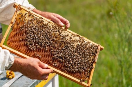 Vjeshta më e ngrohtë mund ta vë në rrezik mjaltin e bletëve