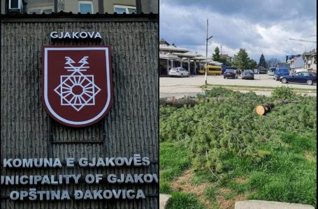 Komuna e Gjakovës reagon lidhur me rastin e prerjes së drunjëve