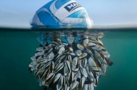 FOTO/ British Wildlife Photography Awards, shpallet fotoja fituese e këtij viti
