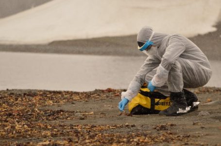 Shkencëtarët e Antarktidës paralajmërojnë për përhapjen e gripit të shpendëve