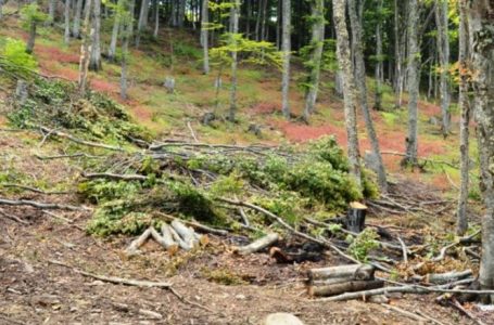 Prerja e Pyjeve të Maqedonisë, dëm prej 25 milionë euro