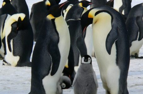 Alarm në Antarktidë, qindra pinguinë të ngordhur