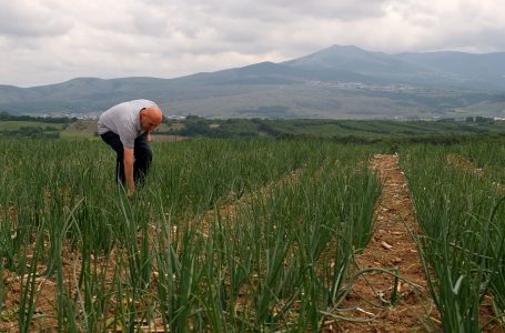 Nga nevoja shëndetësore në përfitim monetar, si e filloi bujqësinë pensionisti?