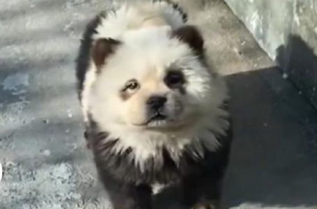 Kopshti zoologjik i Kinës akuzohet për mashtrim me panda