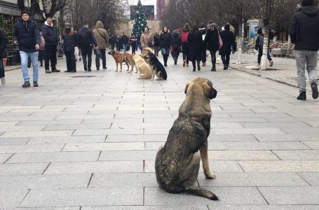 ​Qentë endacakë në Prishtinë, një krizë e pazgjidhur nga Komuna e Prishtinës